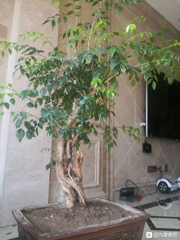 九里香下山桩现在需要修剪吗 图片