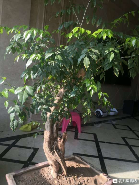 九里香下山桩现在需要修剪吗 图片