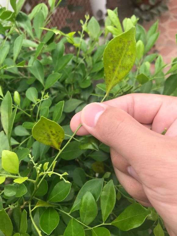 九里香下山桩叶子 一碰就掉 怎么办 图片