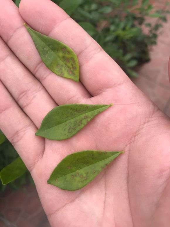 九里香下山桩叶子 一碰就掉 怎么办 图片