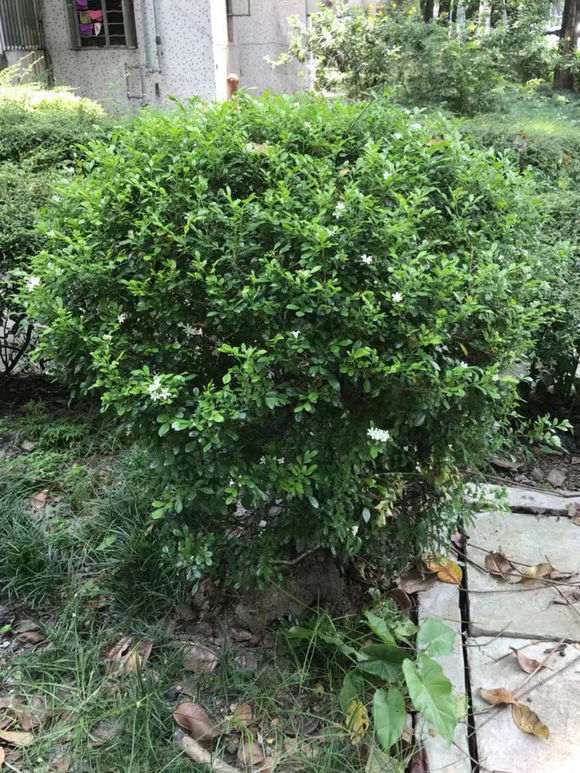 一颗九里香下山桩 看 是不是广东品种