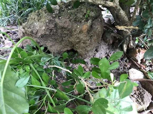 一颗九里香下山桩 看 是不是广东品种