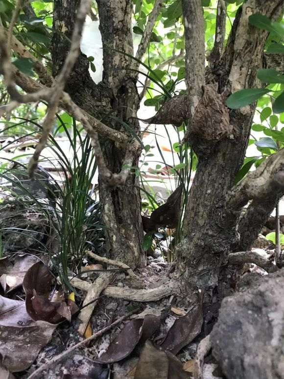 一颗九里香下山桩 看 是不是广东品种