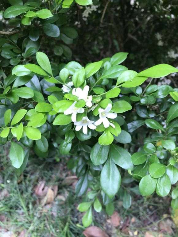 一颗九里香下山桩 看 是不是广东品种