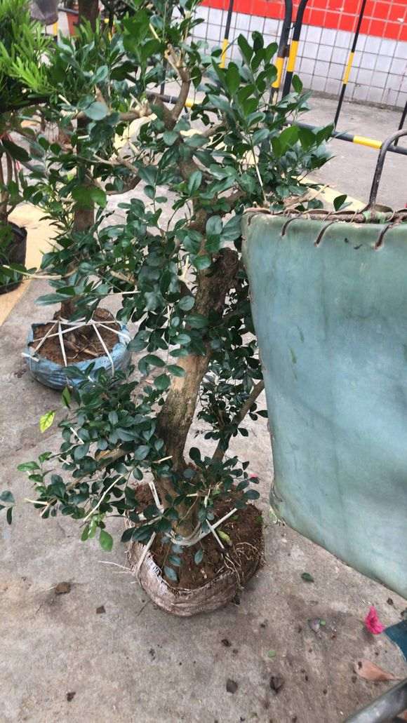 九里香下山桩 100元 怎么样 贵吗 图片