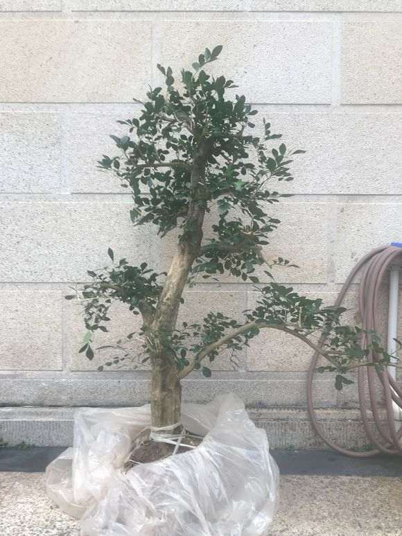 九里香下山桩 100元 怎么样 贵吗 图片