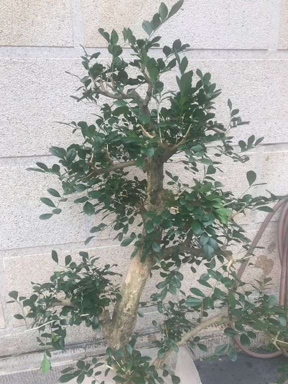 九里香下山桩 100元 怎么样 贵吗 图片