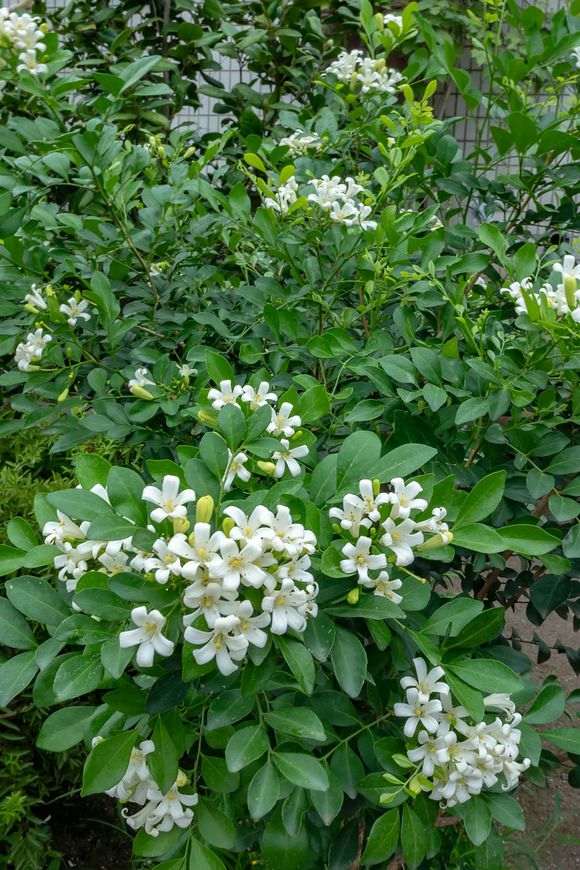 九里香下山桩能耐多少度的低温 图片