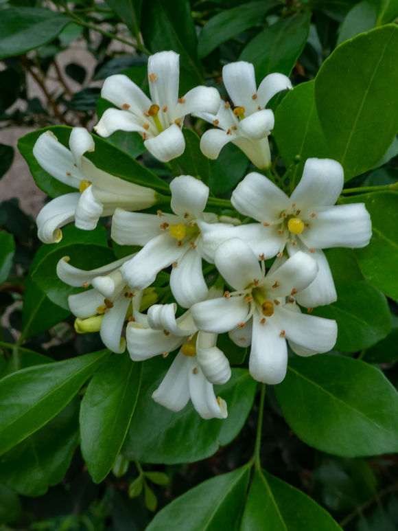 九里香下山桩能耐多少度的低温 图片