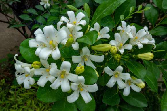 九里香下山桩能耐多少度的低温 图片