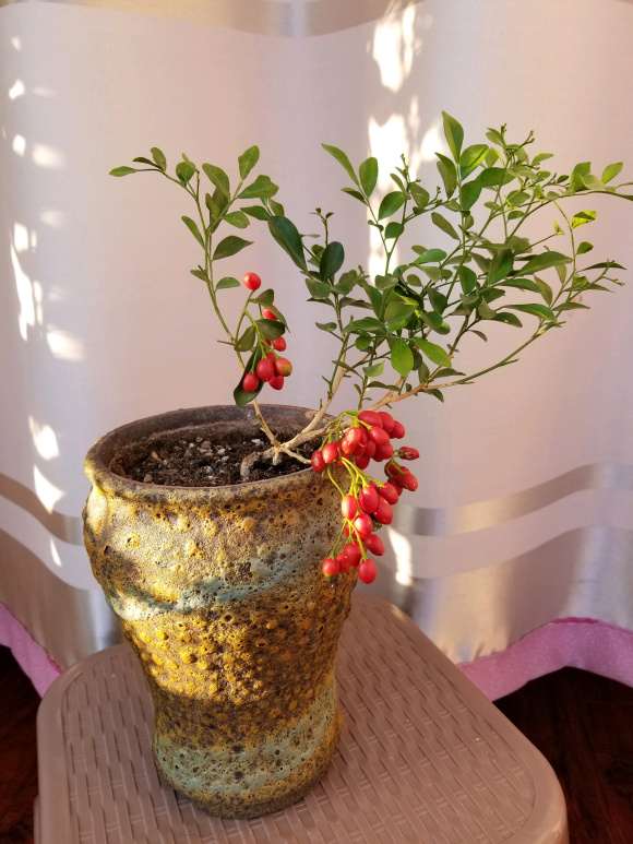 九里香下山桩种子怎么繁殖 图片