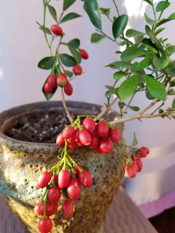 九里香下山桩种子怎么繁殖 图片