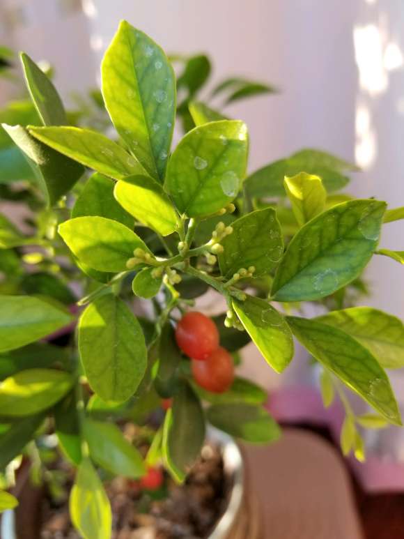 九里香下山桩种子怎么繁殖 图片