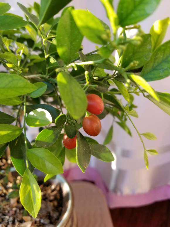 九里香下山桩种子怎么繁殖 图片