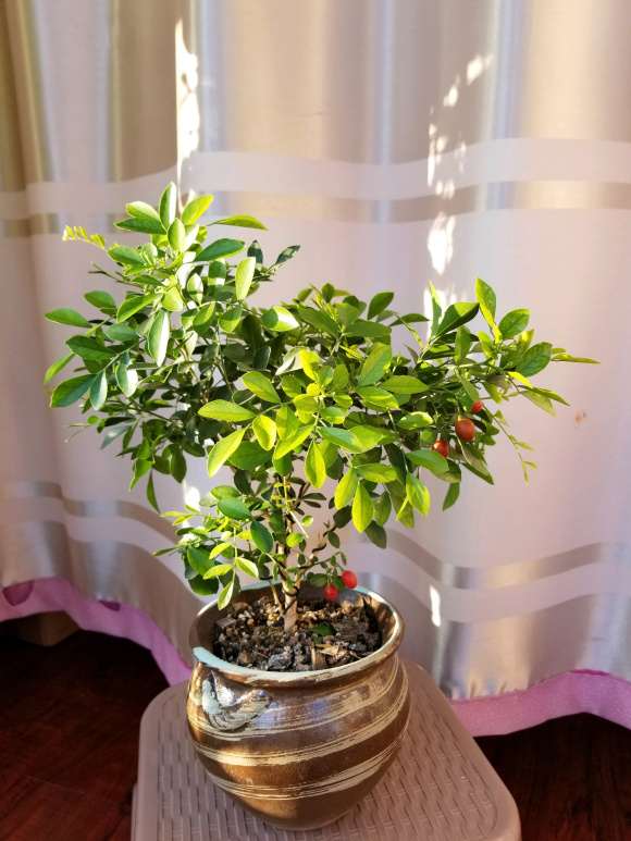 九里香下山桩种子怎么繁殖 图片