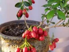 九里香下山桩种子怎么繁殖 图片