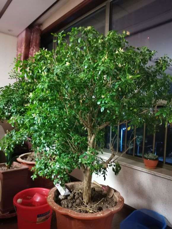 九里香下山桩需要修剪吗 怎么办 图片