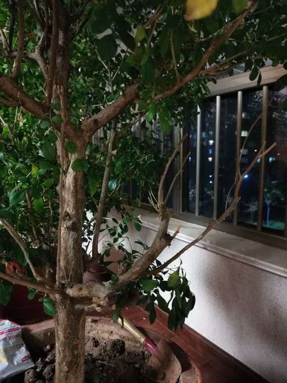 九里香下山桩需要修剪吗 怎么办 图片