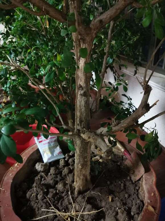 九里香下山桩需要修剪吗 怎么办 图片