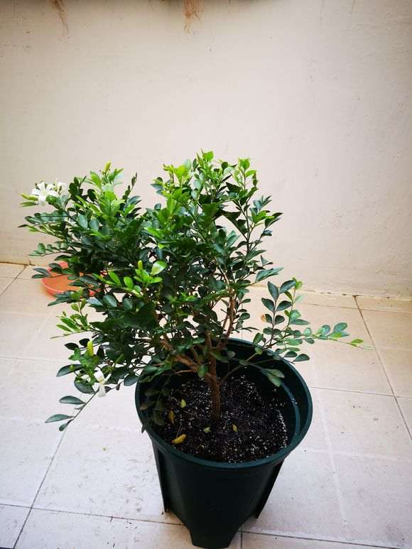 这九里香下山桩 是假的吗 怎么区别 图片