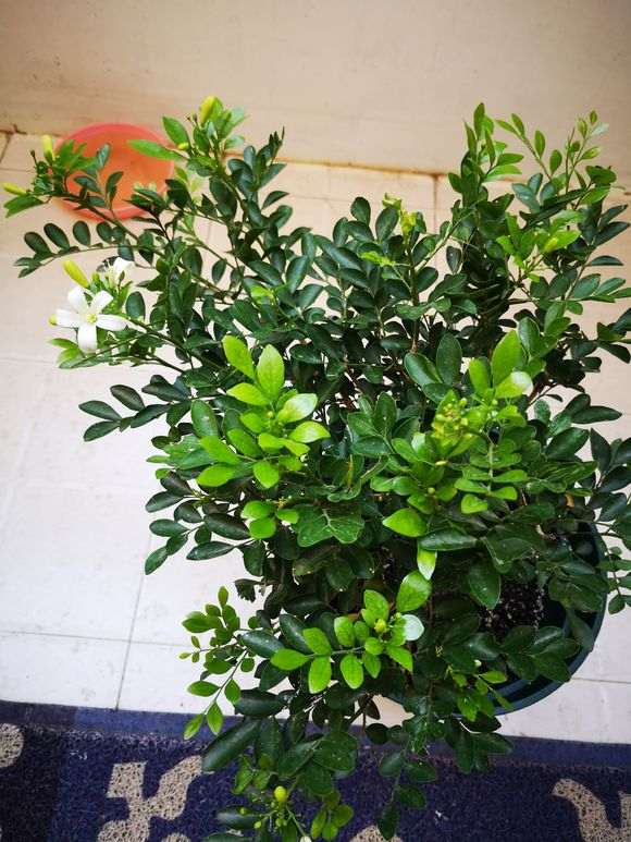 这九里香下山桩 是假的吗 怎么区别 图片