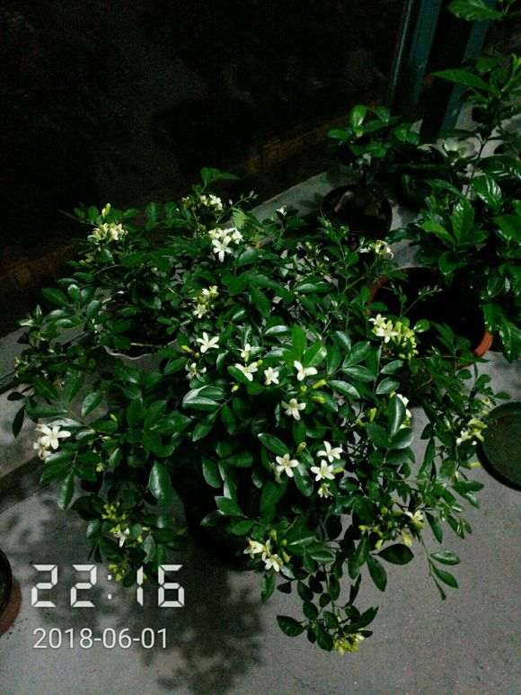 这九里香下山桩 是假的吗 怎么区别 图片