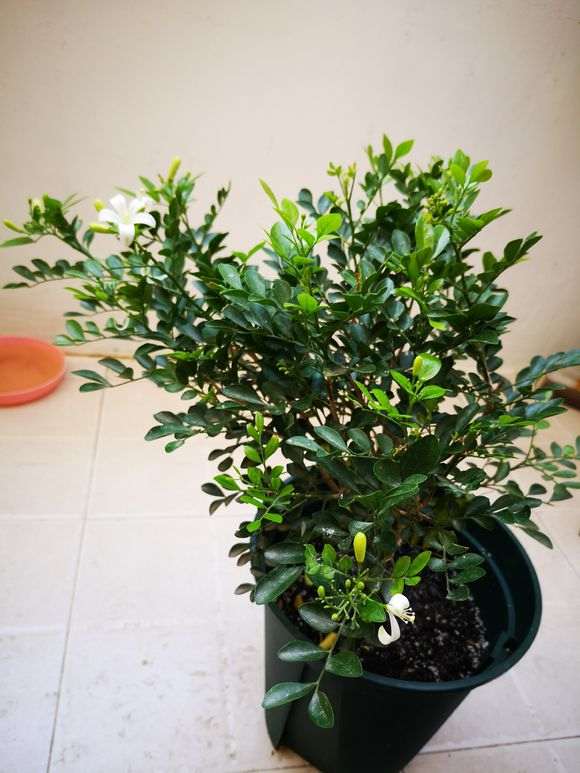 这九里香下山桩 是假的吗 怎么区别 图片