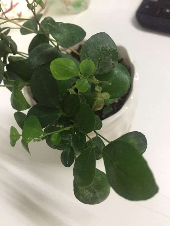 新买的九里香下山桩 叶片发黄 怎么办
