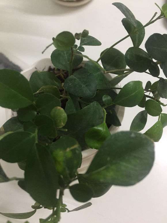新买的九里香下山桩 叶片发黄 怎么办