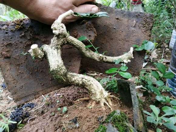 九里香下山桩素材 80元价格 怎么样