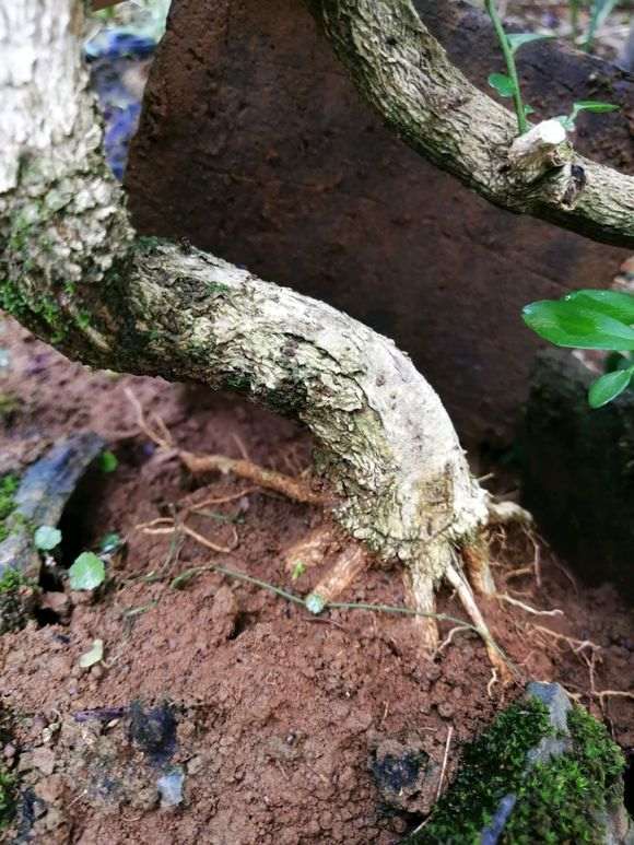 九里香下山桩素材 80元价格 怎么样