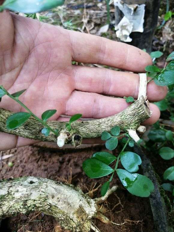 九里香下山桩素材 80元价格 怎么样