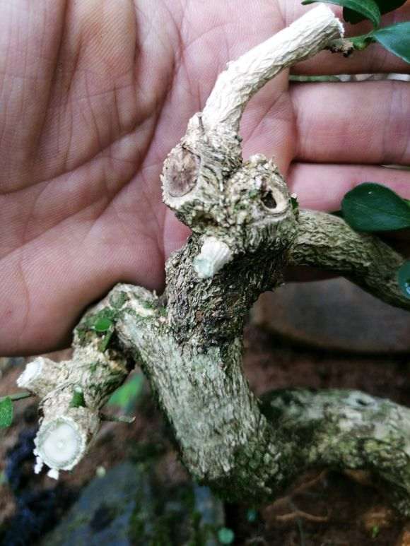 九里香下山桩素材 80元价格 怎么样