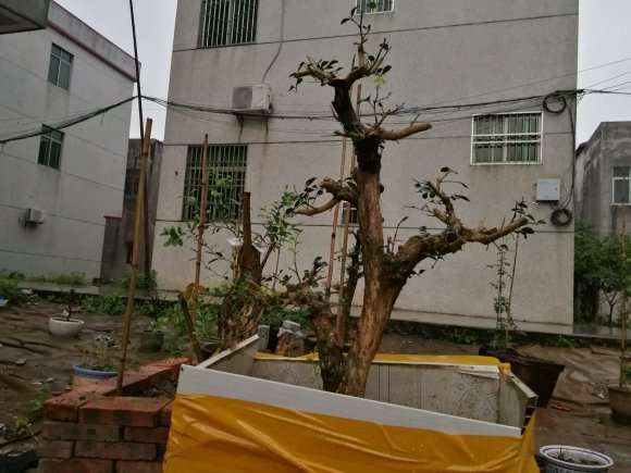 九里香下山桩终于开了一朵花 怎么样 图片