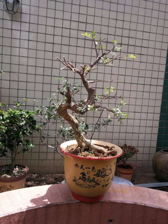 九里香下山桩终于开了一朵花 怎么样 图片