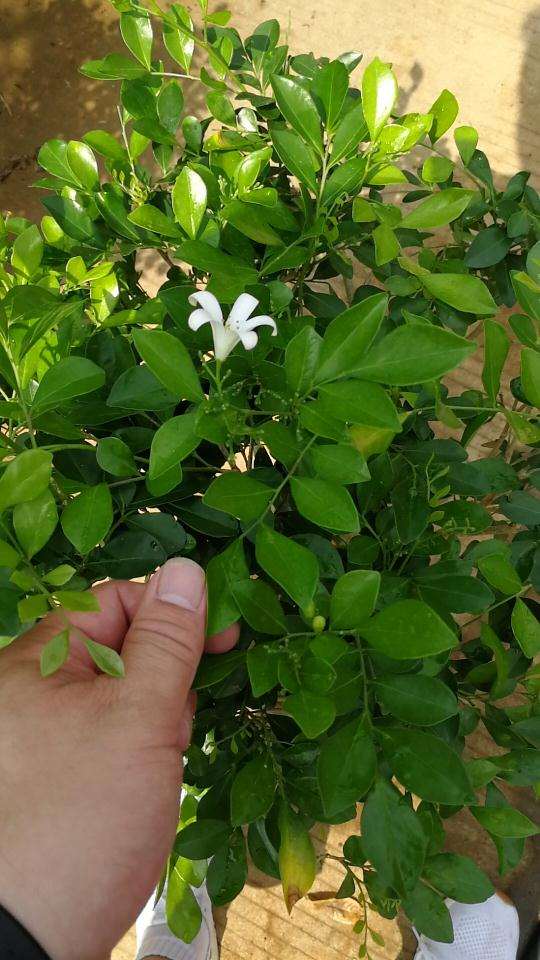 九里香下山桩都是小叶的品种 图片