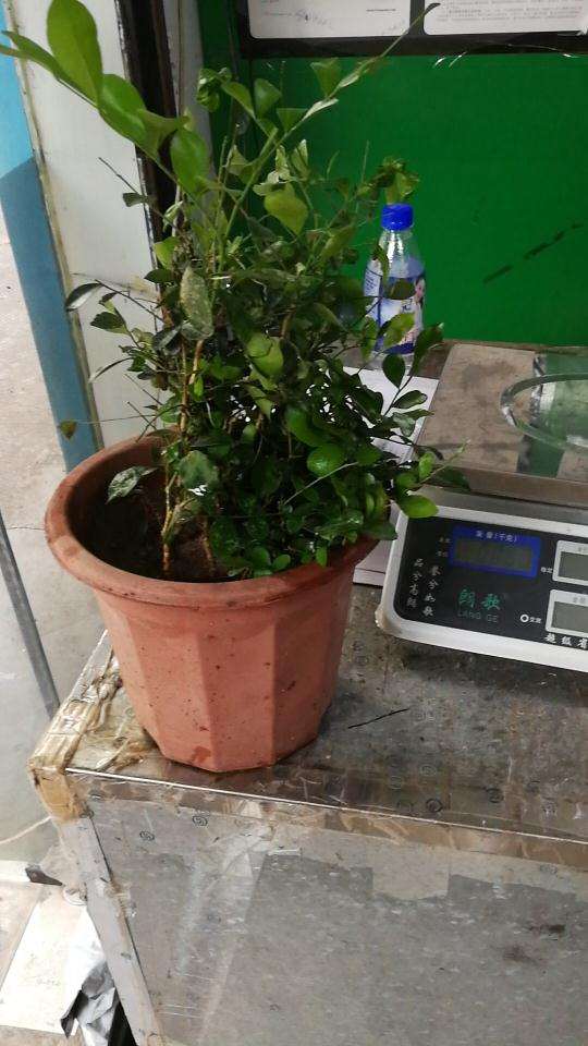 九里香下山桩都是小叶的品种 图片