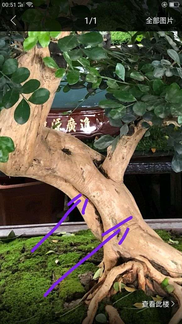 九里香下山桩树干怎么变光滑的方法 图片