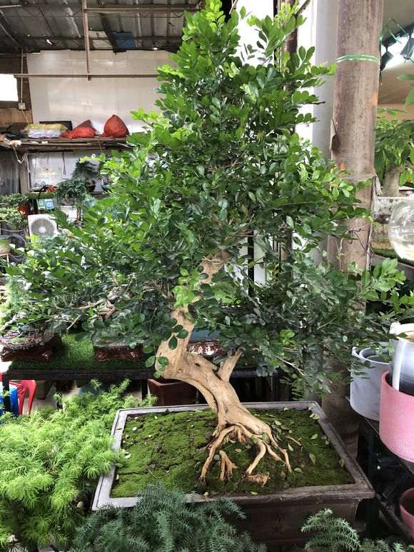 九里香下山桩树干怎么变光滑的方法 图片