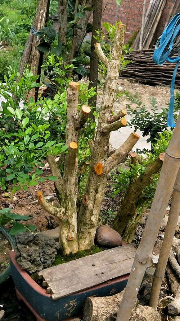 岭南小叶九里香下山桩怎么爆花的方法