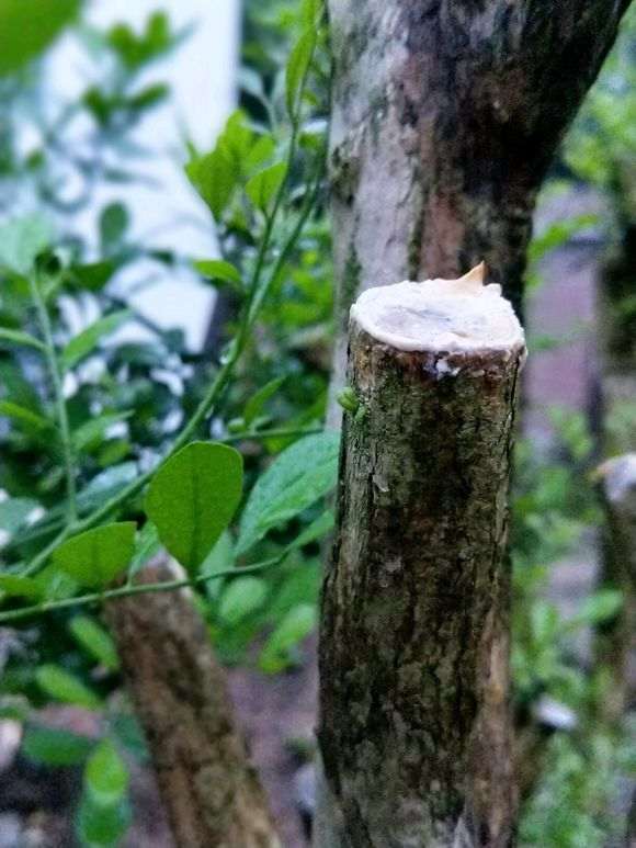 岭南小叶九里香下山桩怎么爆花的方法