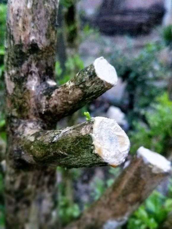 岭南小叶九里香下山桩怎么爆花的方法