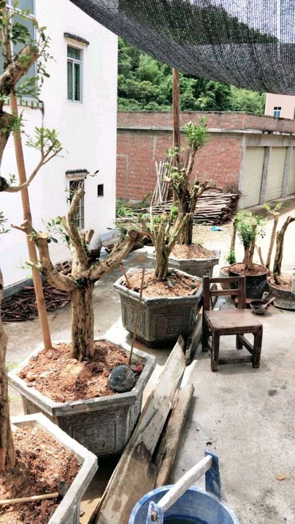 岭南小叶九里香下山桩怎么爆花的方法