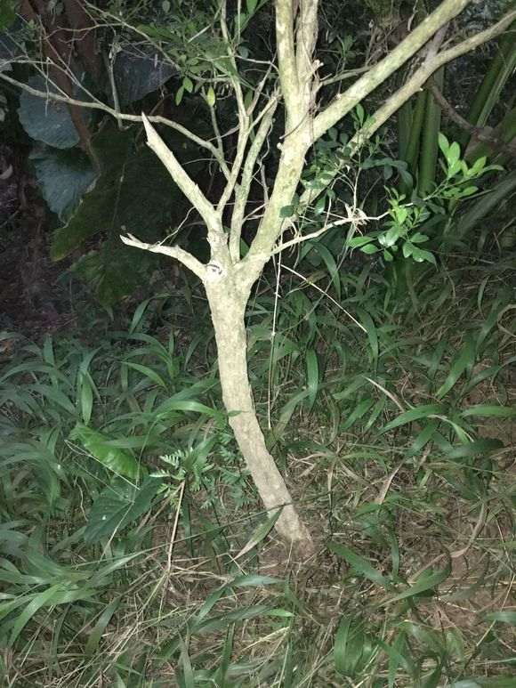 为什么买九里香下山桩 不要买老桩 图片