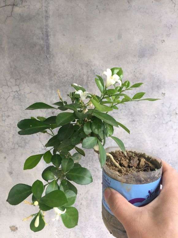 九里香下山桩 也能开花挂果 怎么样 图片