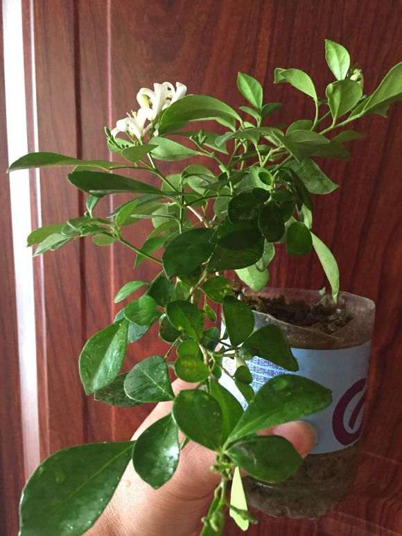 九里香下山桩 也能开花挂果 怎么样 图片