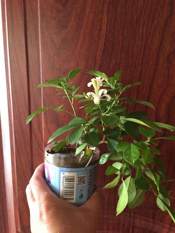 九里香下山桩 也能开花挂果 怎么样 图片