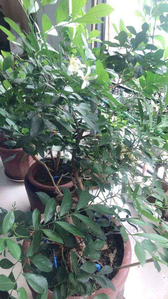 九里香下山桩花开了两天就败了 怎么办