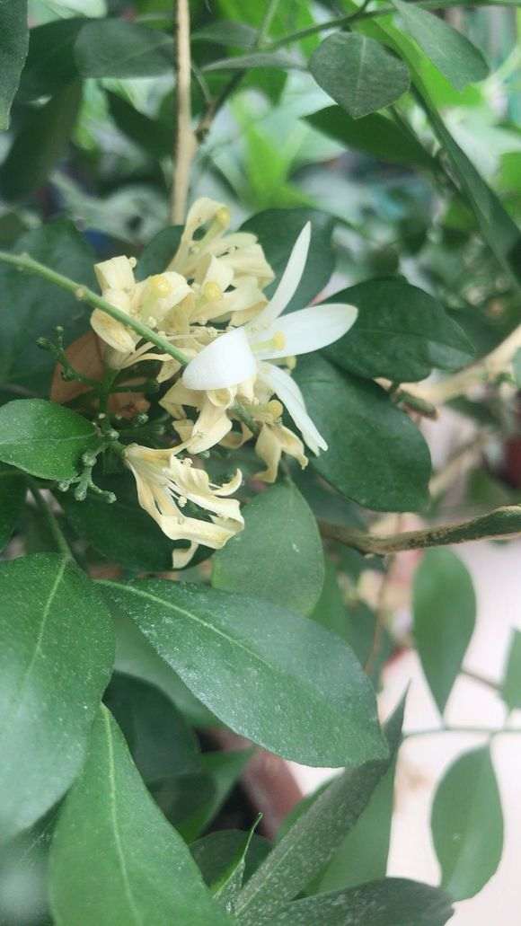 九里香下山桩花开了两天就败了 怎么办