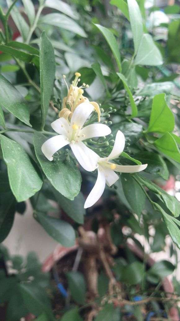 九里香下山桩花开了两天就败了 怎么办